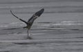 Great Blue Heron Frolicking on Frozen Lake