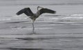 Great Blue Heron Frolicking on Frozen Lake