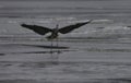 Great Blue Heron Frolicking on Frozen Lake