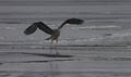 Great Blue Heron Frolicking on Frozen Lake