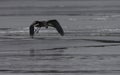 Great Blue Heron Frolicking on Frozen Lake