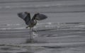 Great Blue Heron Frolicking on Frozen Lake