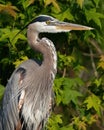 Great Blue Heron in Front of a Gum Tree Royalty Free Stock Photo