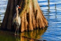 Great Blue Heron in front of a large Cypress tree at Lake Hancock in Washington State Royalty Free Stock Photo