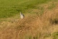 Great Blue Heron in front view on green grass. The wind blows through the feathers and the tall yellow grass. Selective Royalty Free Stock Photo