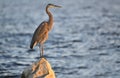 The Great Blue Heron Royalty Free Stock Photo