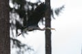 Great blue heron gliding in the air