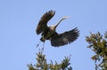 Great blue heron gliding in the air