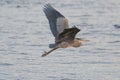 Great blue heron gliding at lakeside