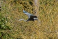 Great blue heron gliding in marsh