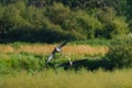 Great blue heron gliding in marsh