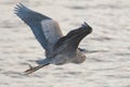 Great blue heron gliding in marsh