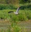 Great blue heron gliding in marsh