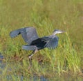 Great blue heron gliding in marsh