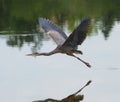 Great blue heron gliding in marsh