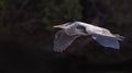Great Blue Heron gliding over river. Royalty Free Stock Photo