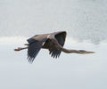 Great blue heron gliding at seaside