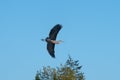 Great blue heron gliding in the sky