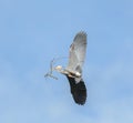 Great blue heron gliding in the sky