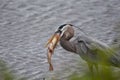 Great Blue Heron with a Golden Carp in it`s mouth