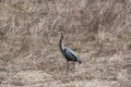 Great Blue Heron in the Grass Royalty Free Stock Photo