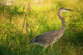 Great Blue Heron in the grass and flowers