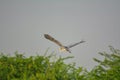 Great Blue Heron Royalty Free Stock Photo