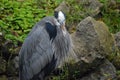 Great Blue Heron Royalty Free Stock Photo