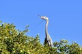 Great Blue Heron Royalty Free Stock Photo