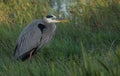 The Great Blue Heron Royalty Free Stock Photo