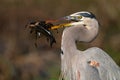 Great Blue Heron Royalty Free Stock Photo