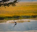 Great Blue Heron Royalty Free Stock Photo