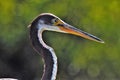 Great Blue Heron with green backgound Royalty Free Stock Photo