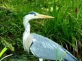 Great Blue Heron with green background looks to the rear