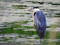 Great Blue Heron in green marsh water Montezuma National Wildlife Refuge Royalty Free Stock Photo