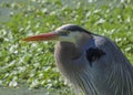 Great blue heron, green swamp plants Royalty Free Stock Photo