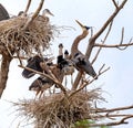 Great Blue Heron chicks and parent at feeding time in nest Royalty Free Stock Photo