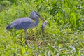 Great Blue Heron With Speared Catfish Royalty Free Stock Photo