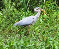 A Great Blue Heron having a hard time while trying to eat a snake in a Florida swamp. Royalty Free Stock Photo