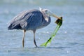 Great Blue Heron, head sideways, catches a large flatfish with seaweed attached