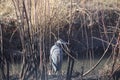 Great Blue Heron hides in the tall weeds in Bosque del Apache refuge