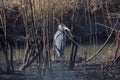 Great Blue Heron hides in the tall weeds in Bosque del Apache refuge