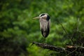 Great Blue Heron Holly Springs NC