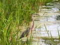 Great Blue Heron hunting on edge of marsh swamp pond Royalty Free Stock Photo