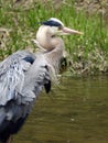 Great Blue Heron hunting on Fall Creek Ithaca