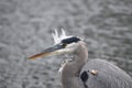 Great Blue Heron Hunting For Fish Royalty Free Stock Photo