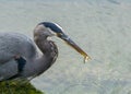 The great blue heron hunting