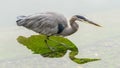 The great blue heron hunting