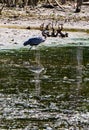 Great Blue Heron at Hunting Pandapas Pond