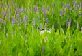 Great Blue Heron hunting in purple Pickerelweed swamp flowers